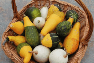 Holiday Market gourds 1 pound