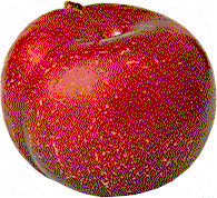 Geo Fruit red plum, whole price per pound 1 pound