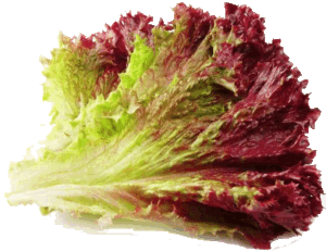 Holiday Market lettuce, red leaf 1 head