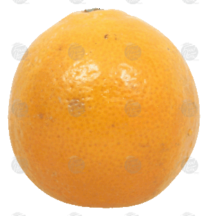 Holiday Market minneola oranges 1 count