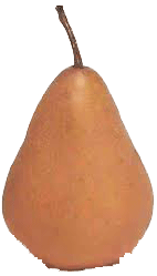 Copefrut bosc pear per pound 1 pound