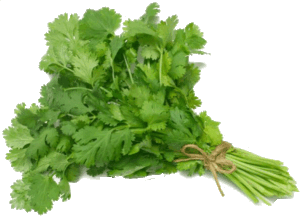 Sun Fresh cilantro 1 bunch