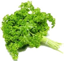 Little Bear curly parsley (persil frisee) 1 bunch